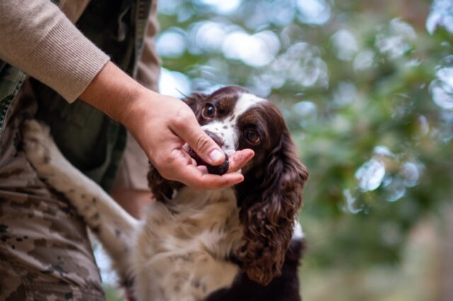 6 foto di cani che hanno portato in casa dei “doni” inaspettati