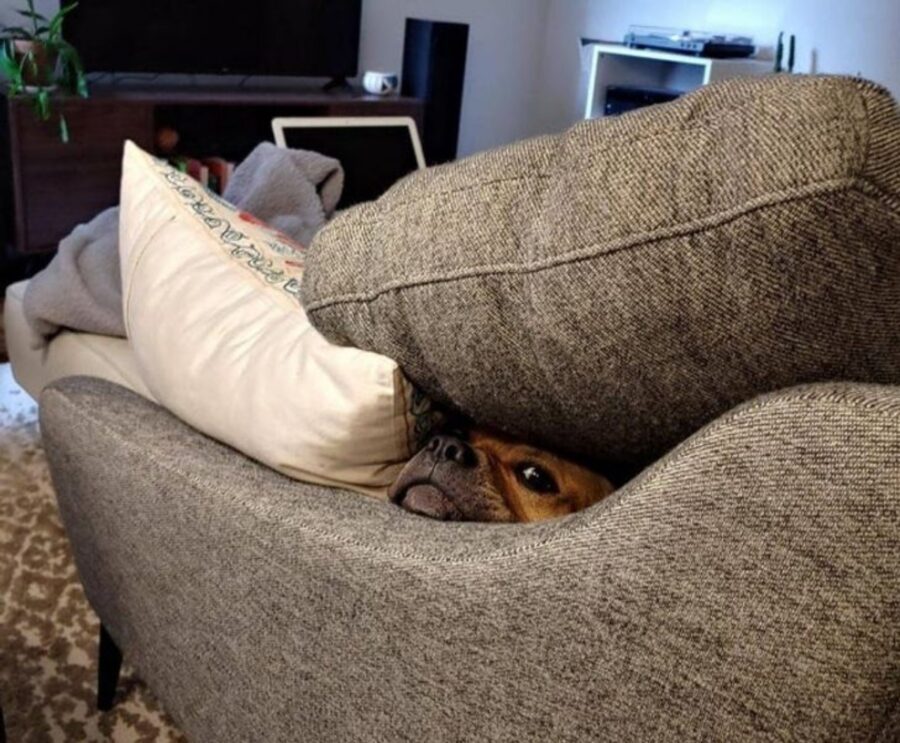 cucciolo sotto cuscino