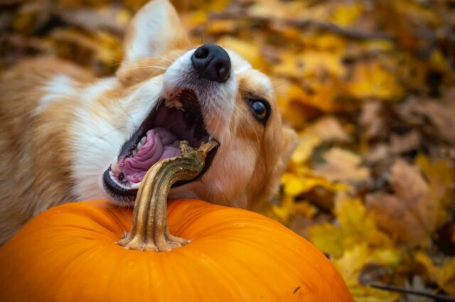 6 foto di cani che inizialmente erano tranquilli e poi hanno dato il meglio di sé