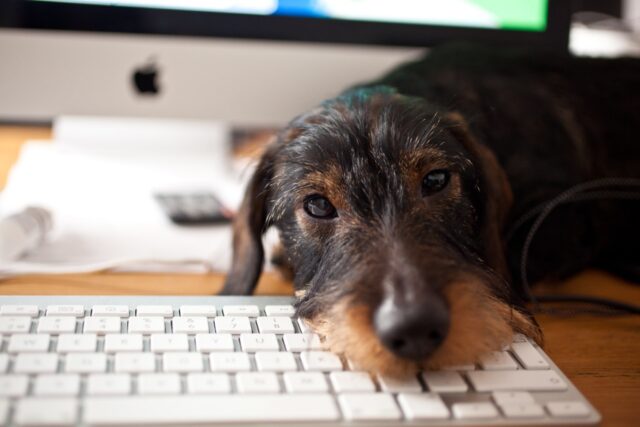 6 foto di cani che non ne vogliono sapere di lasciar lavorare in pace i genitori