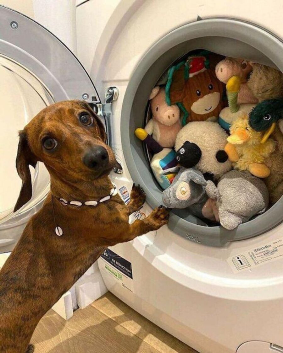 cane fuori lavatrice