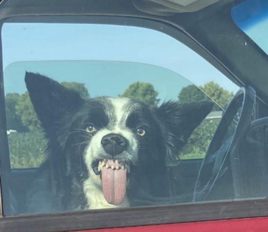 cane linguaccia buffo