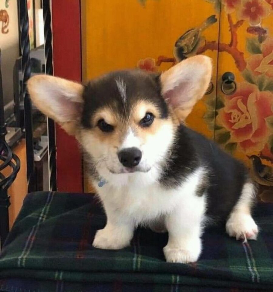 cane orecchie grandi