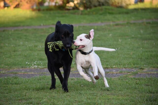 6 foto di cani che sanno come riempire di gioia le giornate dei proprietari