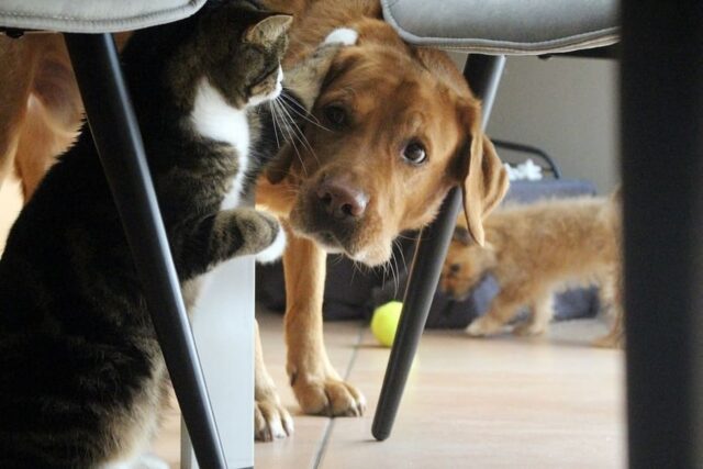 6 foto di cani che sanno sempre come cacciarsi fuori dai guai