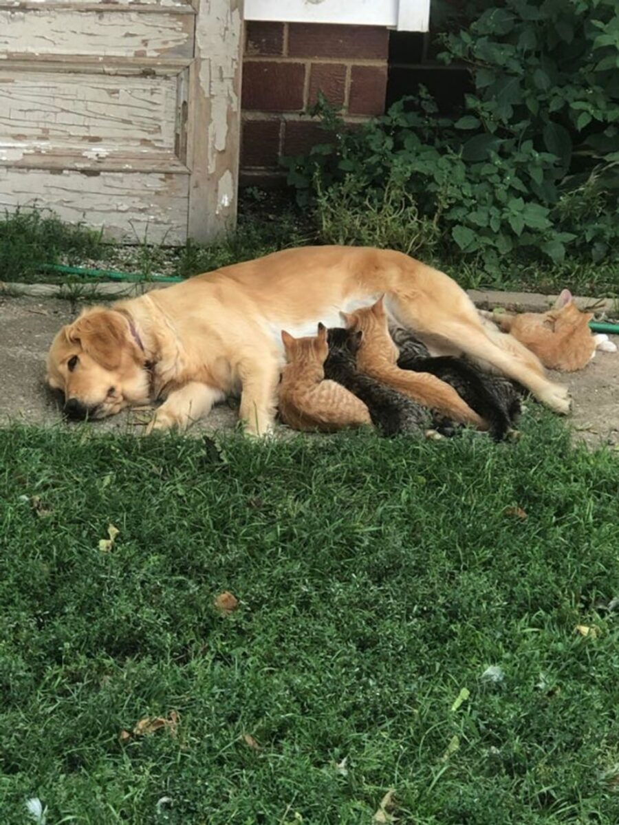 mamma canina amici