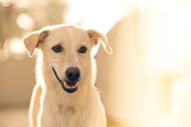 6 foto di cani che ti faranno concludere l’anno nel modo giusto