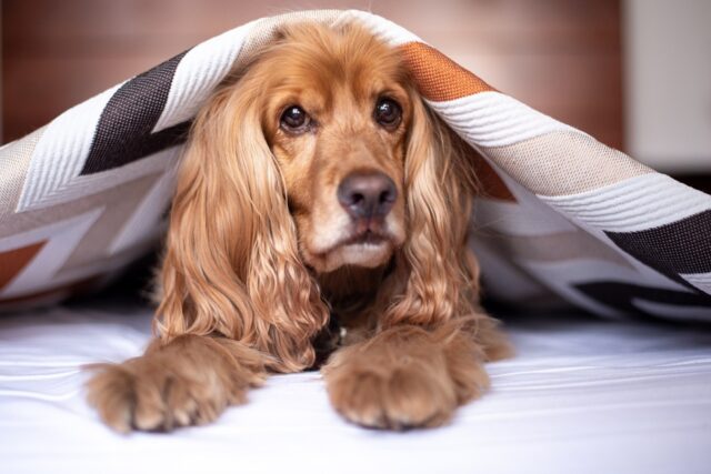 6 foto di cani che vantano una vera e propria “faccia da oscar”