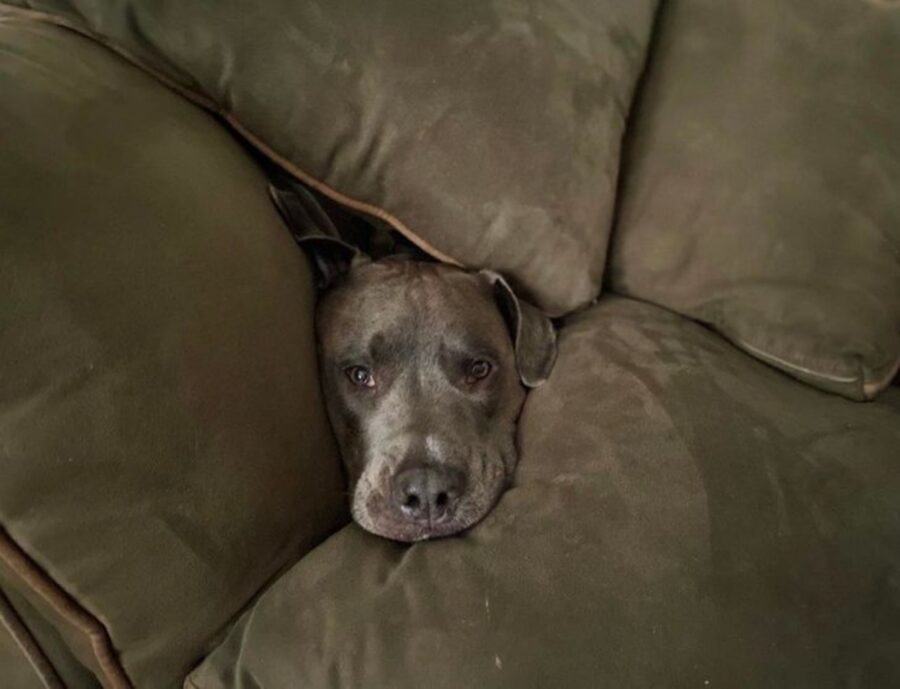 cane divano testa