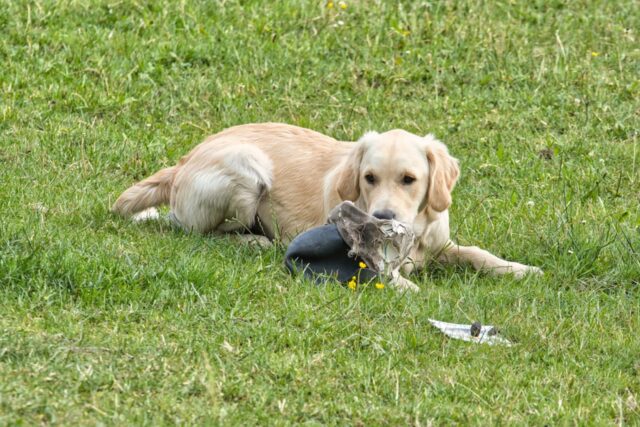 6 foto di cani con i quali è impossibile arrabbiarsi per quanto sono dolci