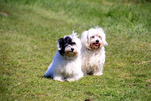 6 foto di cani dalla personalità a dir poco unica ed inimitabile