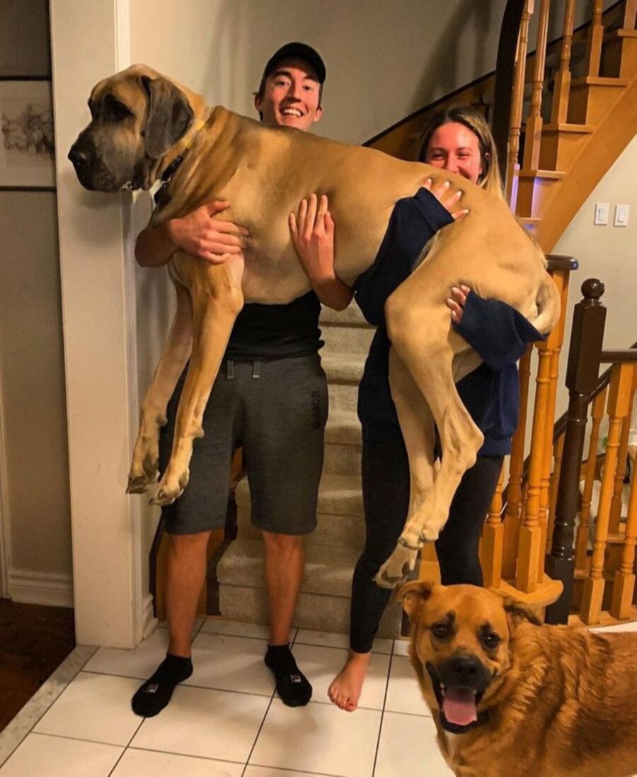 cane grande famiglia