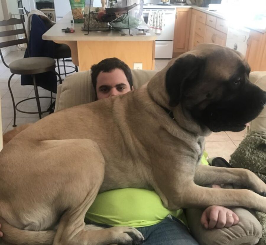 cane troppo grande