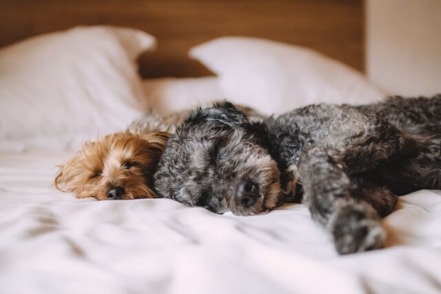 6 foto di cani super viziati a cui non saprai resistere