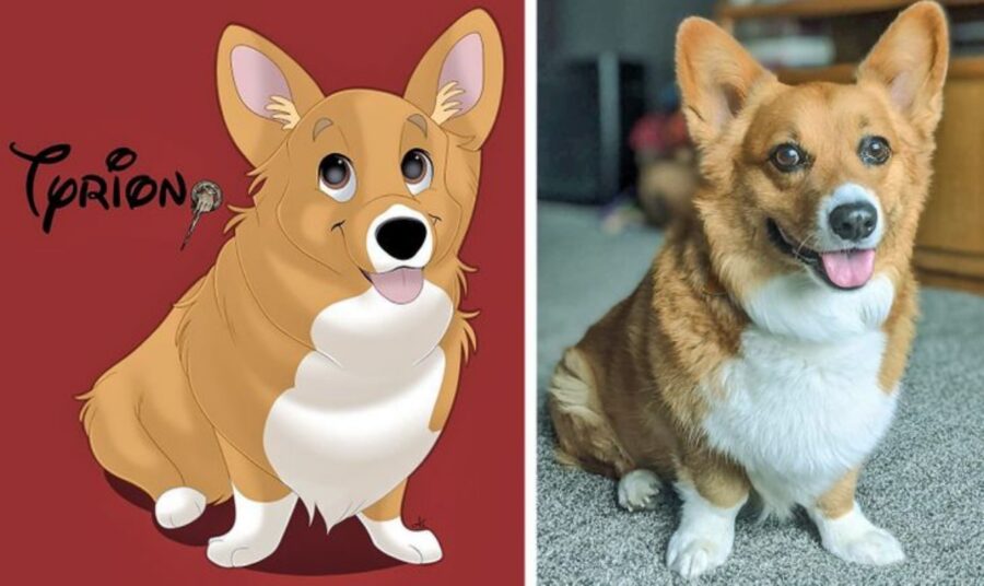 dolce peloso corgi