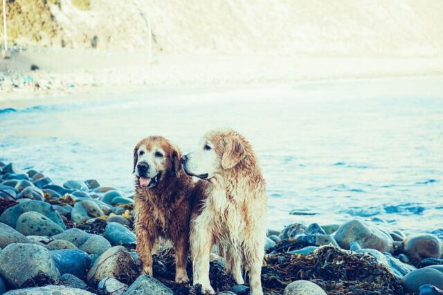 6 foto di cani uniti da un legame fraterno indescrivibile