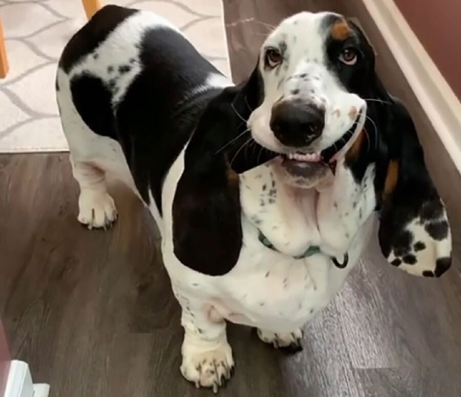 cane telecomando tra denti