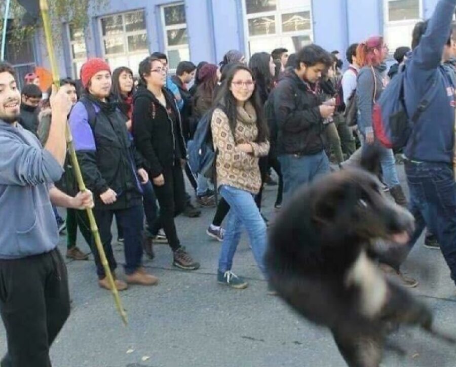 cane salta nel bel mezzo di una manifestazione