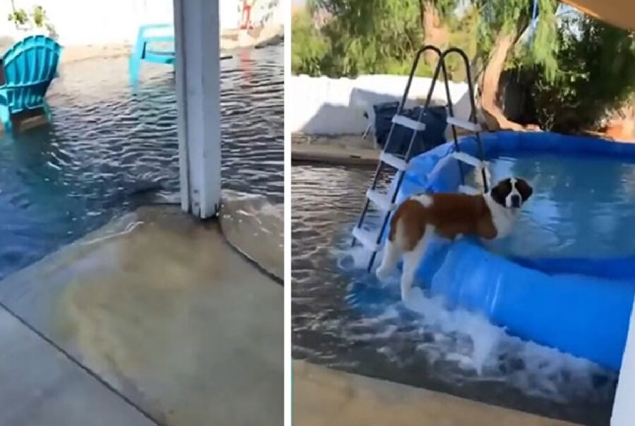 cane distrugge piscina