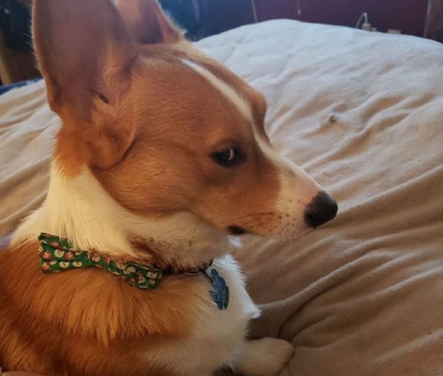 cagnolino sguardo offeso 