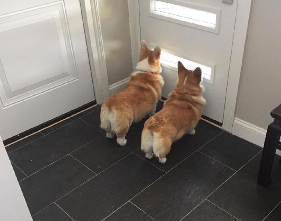 coppia di cani osserva porta