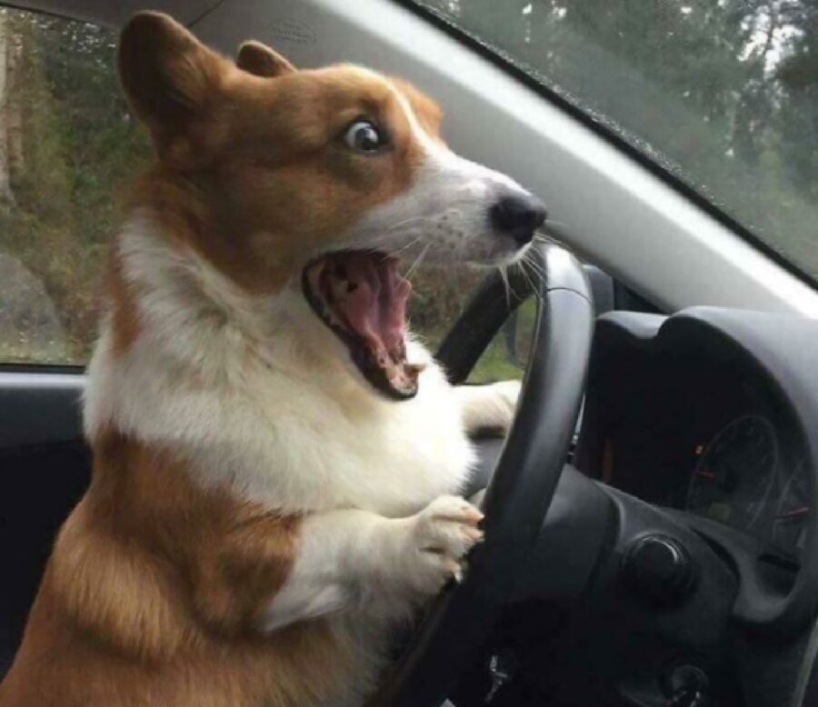cane spericolato alla guida
