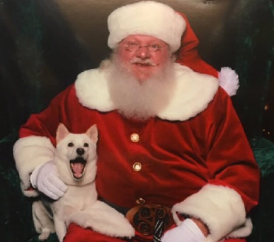 cane bianco vicino babbo natale