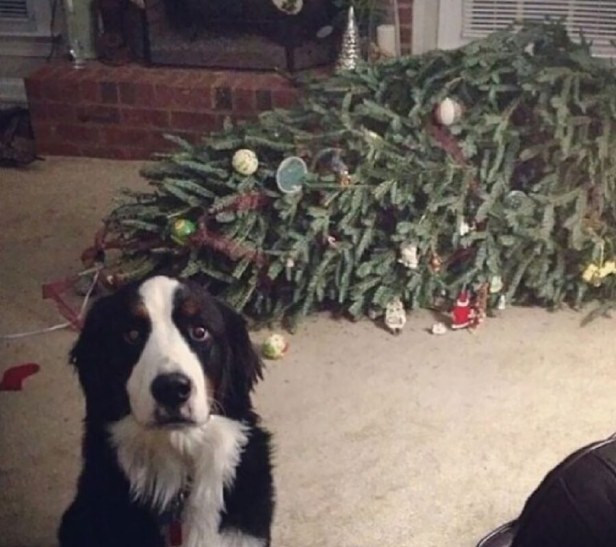 cane butta giù albero 