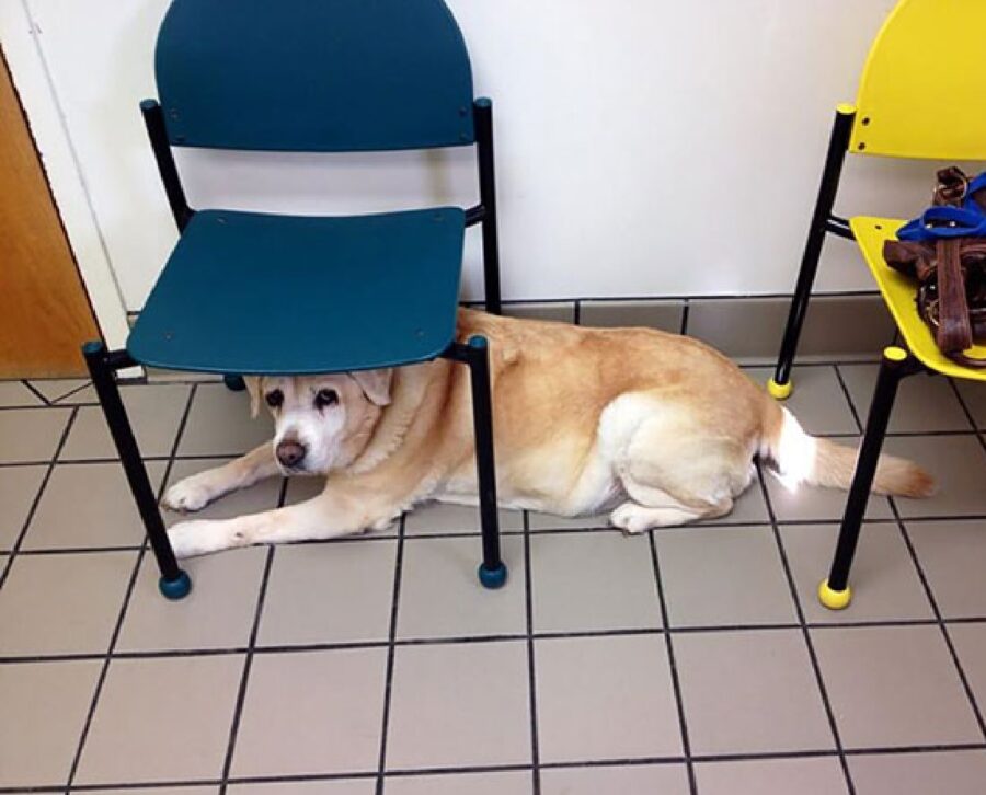 cane sotto sedia clinica