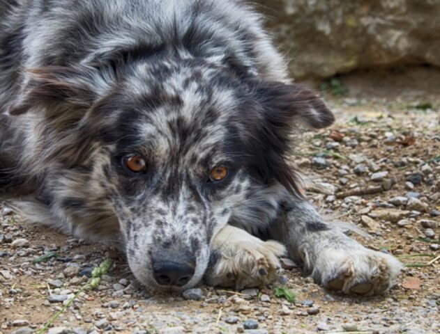 8 foto che ci mostrano come non sia una buona idea ingannare il proprio cane