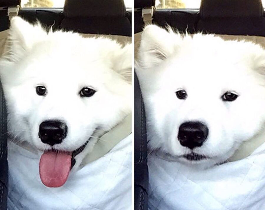 cane bianco prima e dopo scoperta