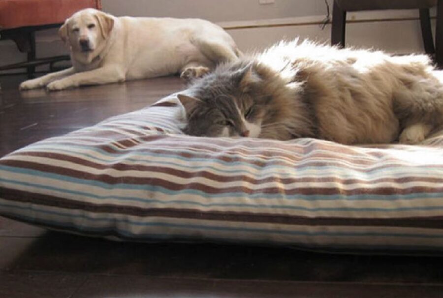gatto su cuscino colorato cane fuori