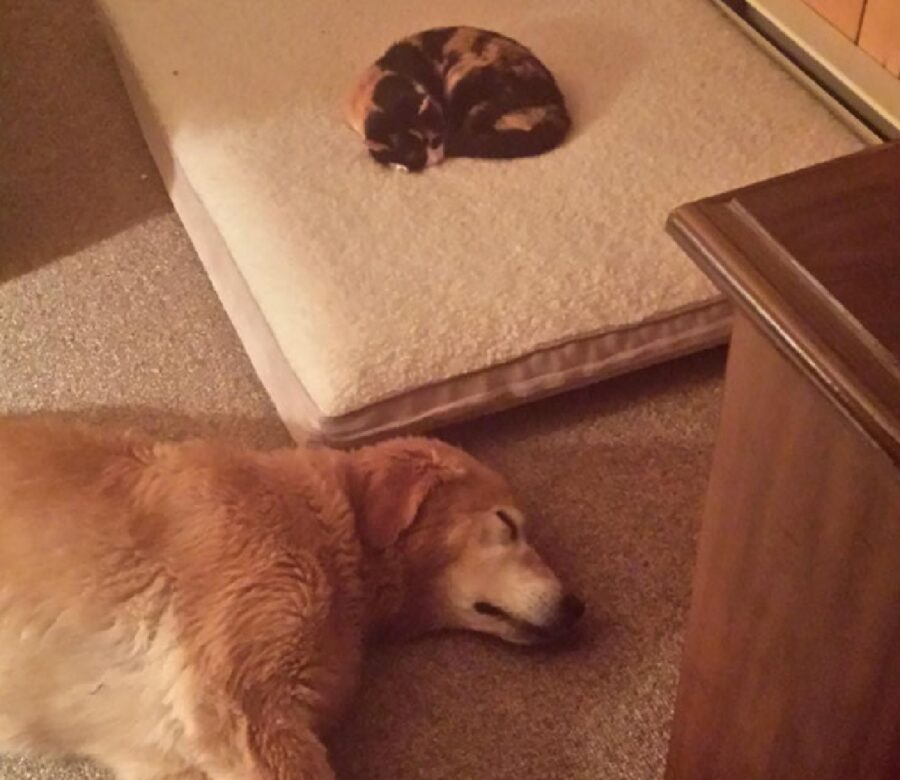 cane golden dorme esterno