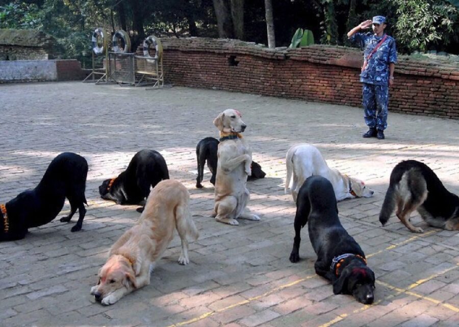 cani in cerchio formazione