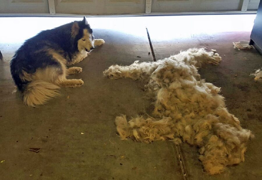 cane accanto mucchio di pelo