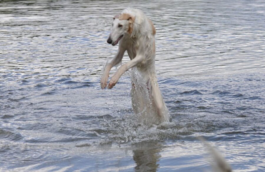 cane sbuca dall'acqua 