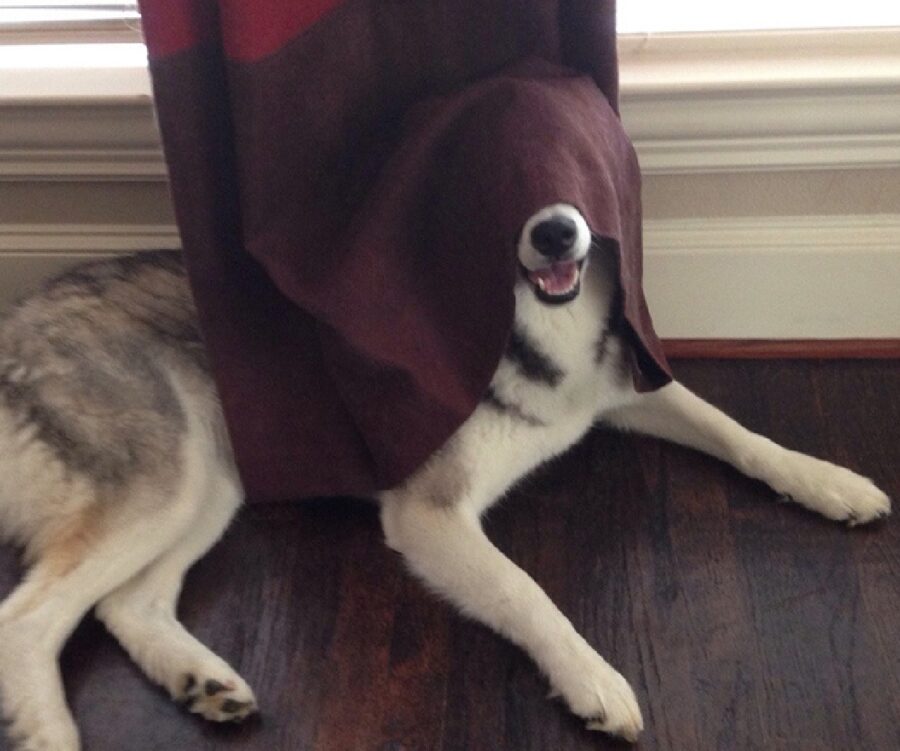 cane volto nascosto tenda
