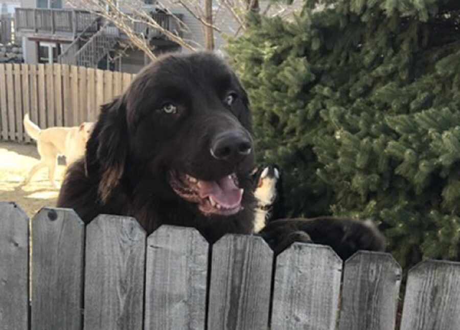 cane nero sopra staccionata