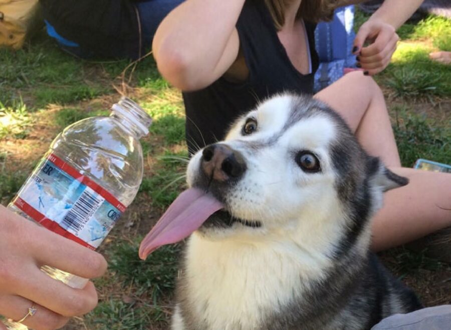 cane husky vuole acqua 