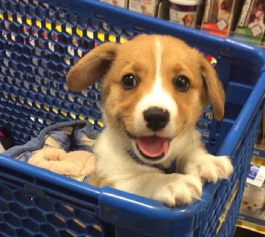 cagnolino dentro carrello