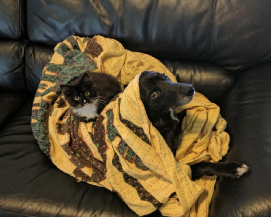 cane e gatto coperta gialla