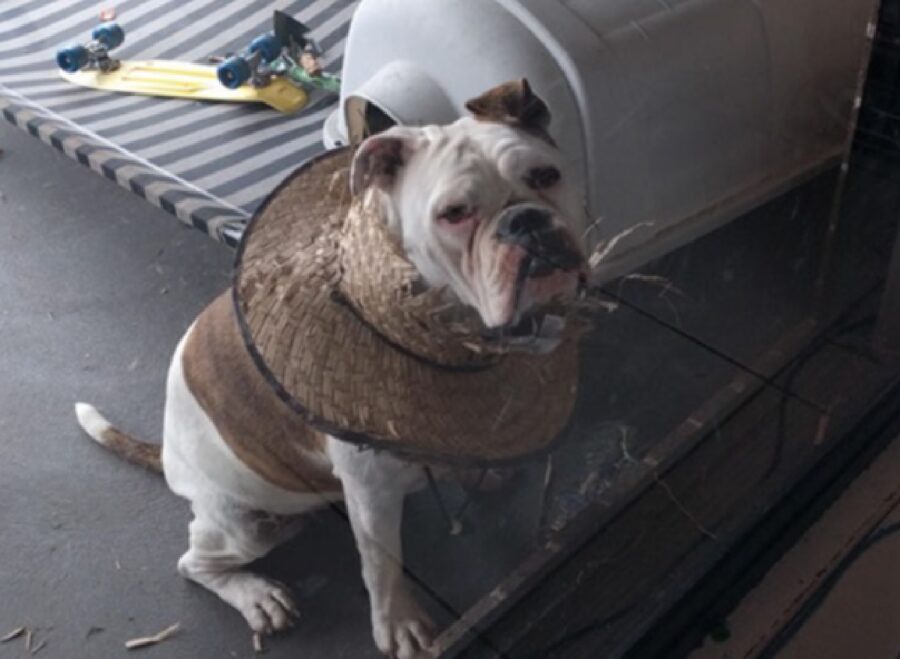 cane bulldog rompe cappello