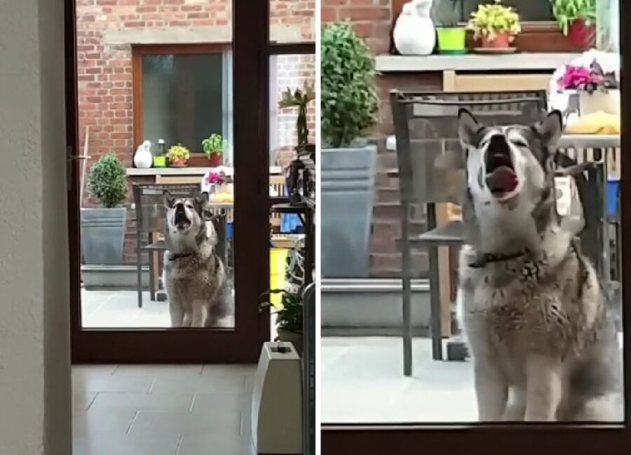 cane husky lecca finestra