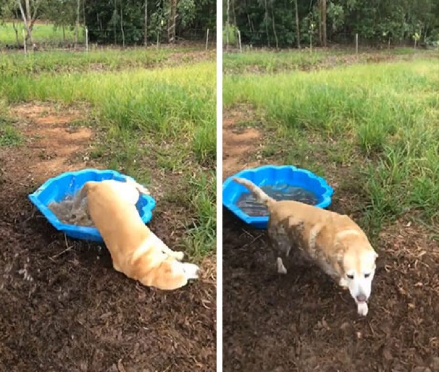 cane salta dalla piccola vasca