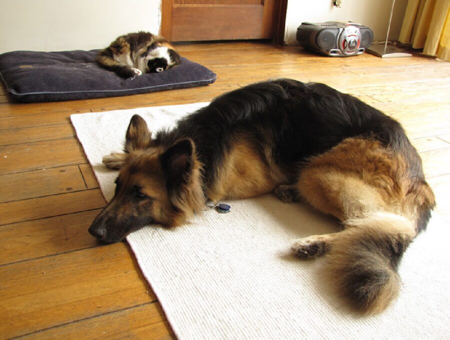 cane pastore tedesco sul tappeto