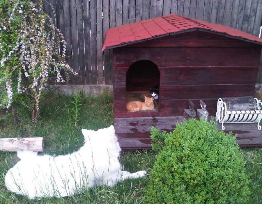 cagnolino bianco vicino cuccia