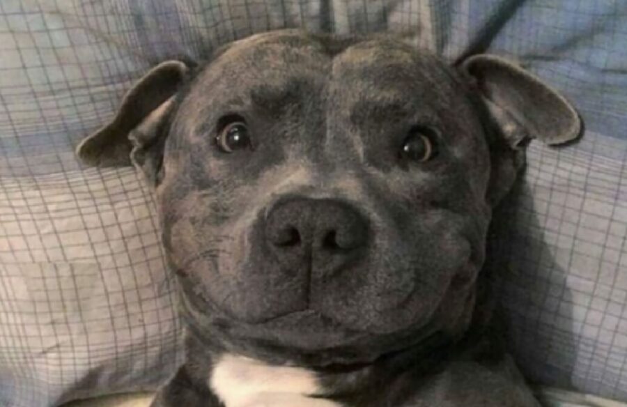 cane sorridente sul letto 