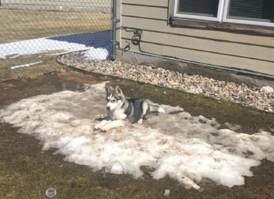 cane husky sta su neve 