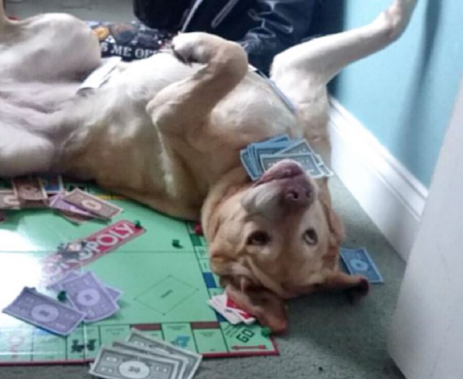 cane gioca col monopoly 