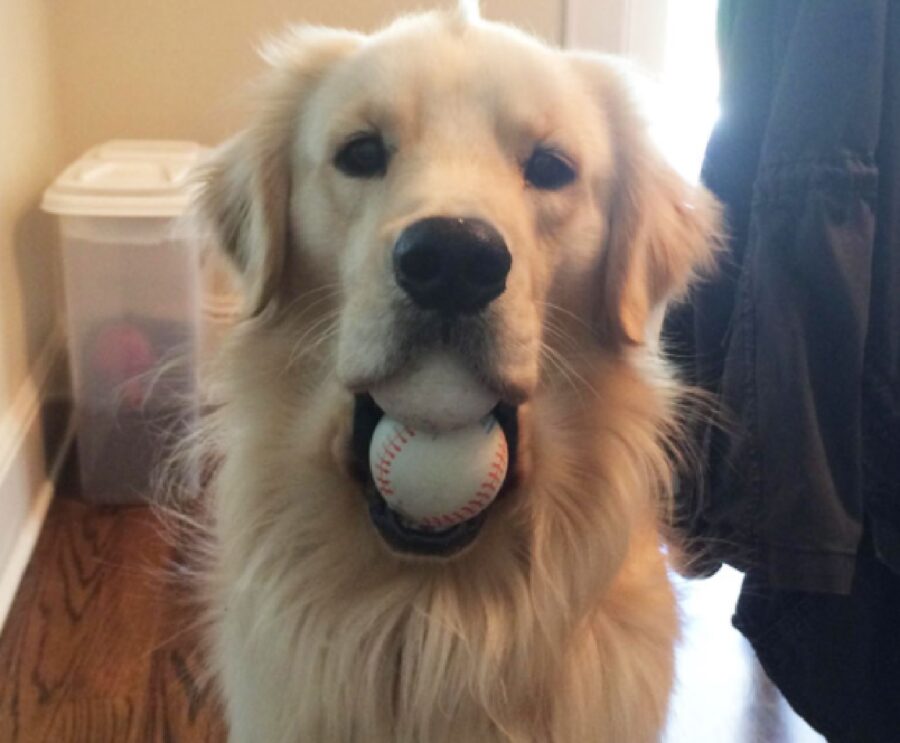 cucciolo palle in bocca